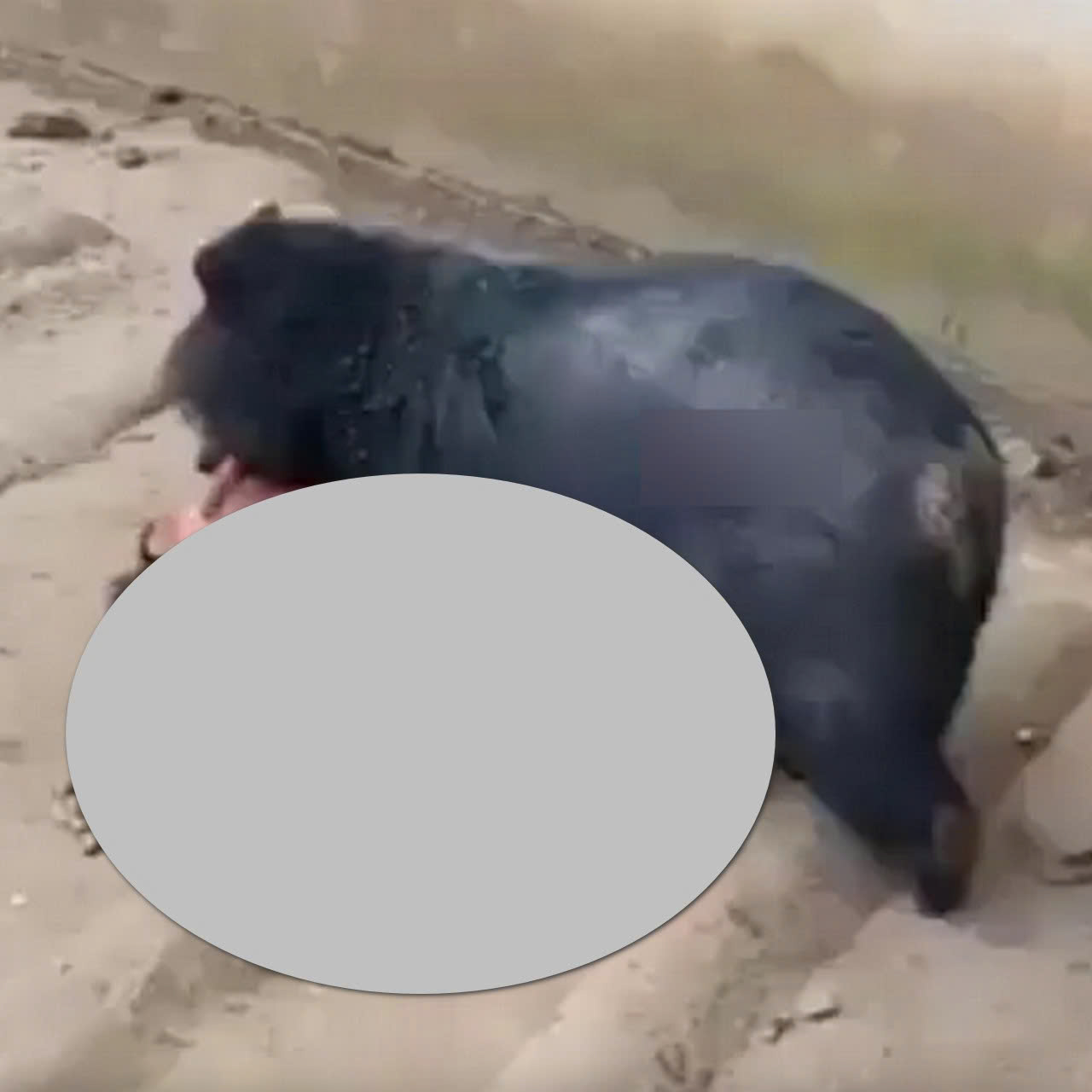 Vjde0 đối mặt gấu dữ và cái kết Một người đàn ông đã nhảy vào chuồng gấu chưa rõ để làm gì và cái kết bị gấu thu hoạch